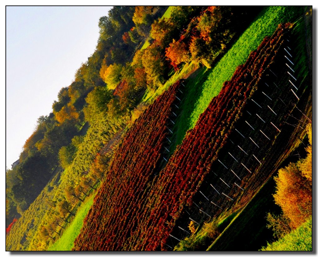 V..ince l'autunno by Silena Lambertini