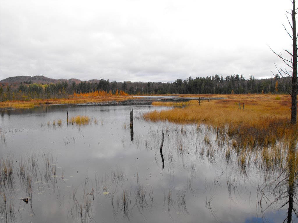 Heron Marsh at Paul Smiths Visitor Centre by pegase1972