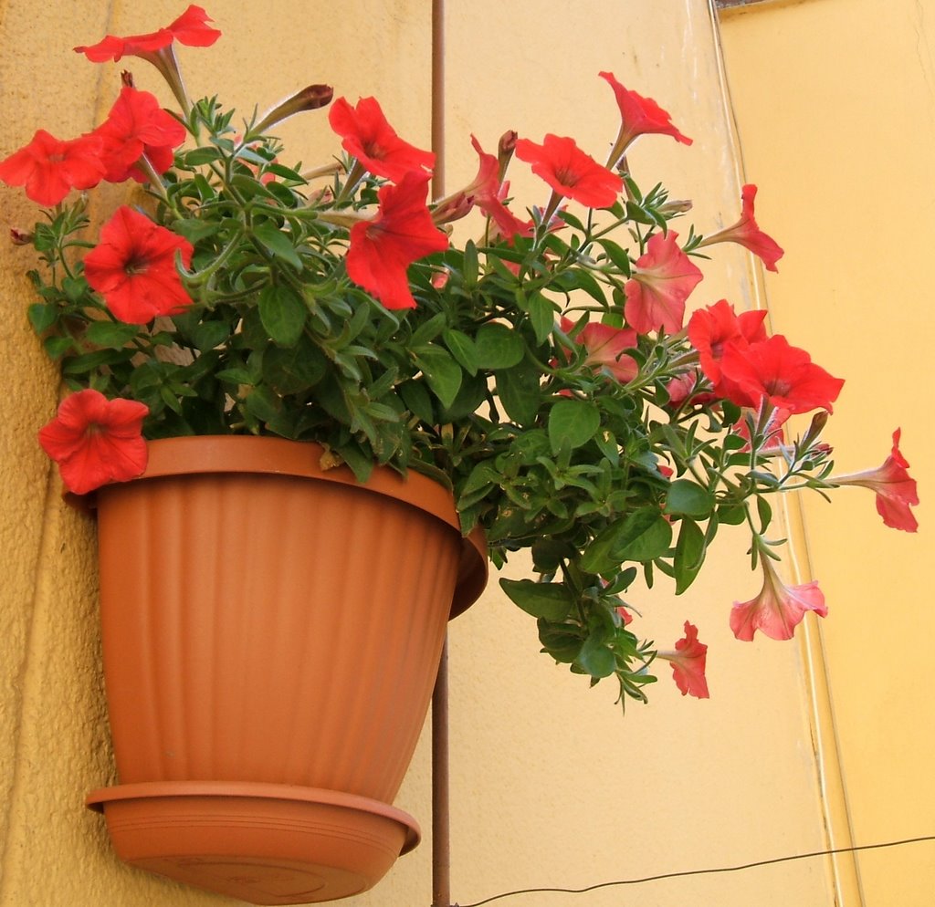 Flowers of my balcony by Daniela Brocca