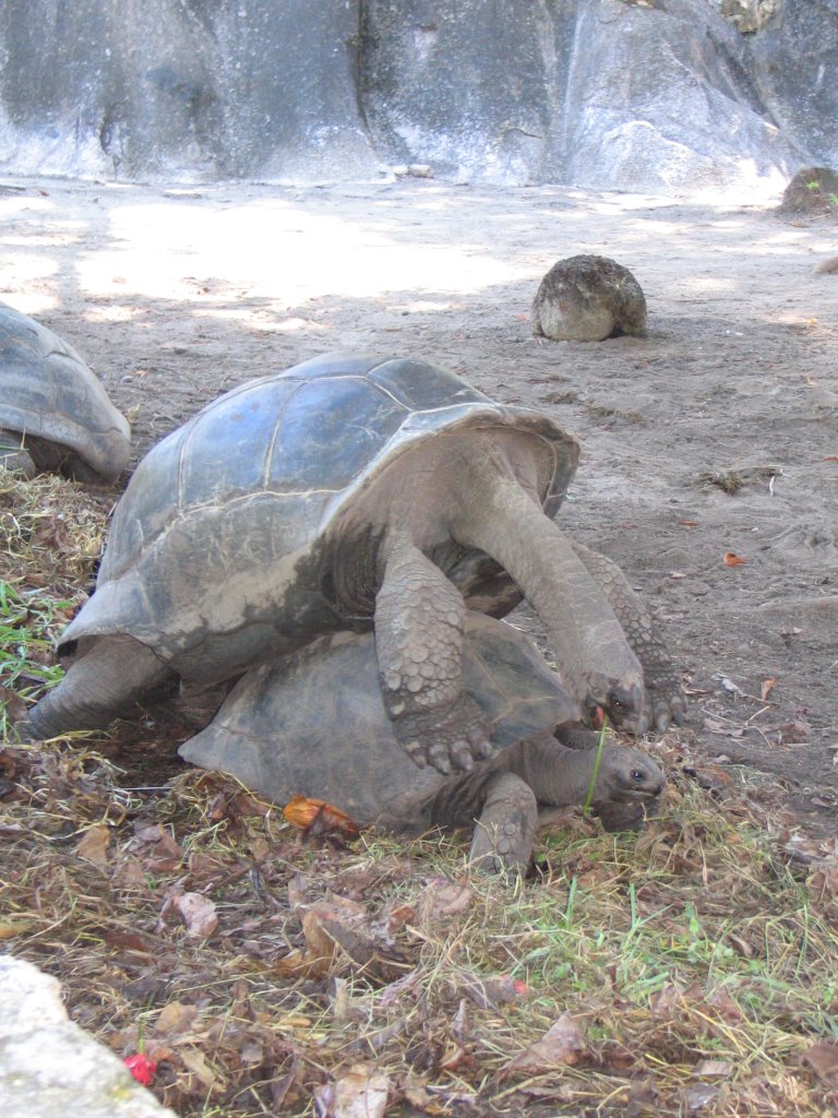 Tortues de l'union estate by fandestropiques