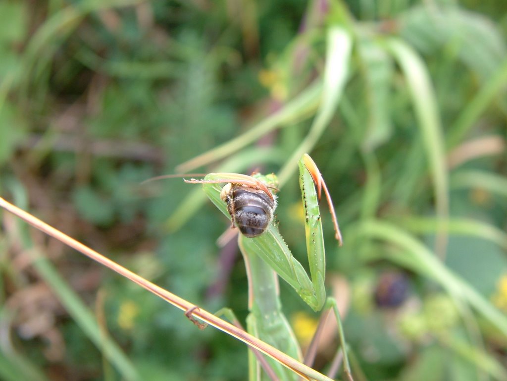 Mantis Religiosa by Marián Hubinský