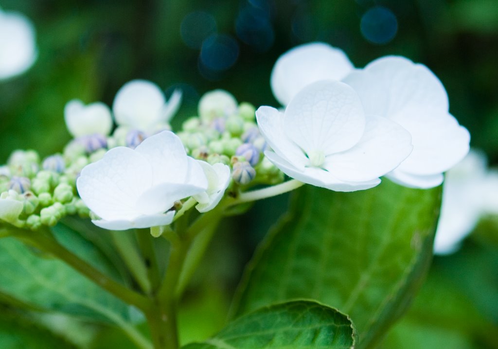 Hortensias 1 by Inés Eizaga