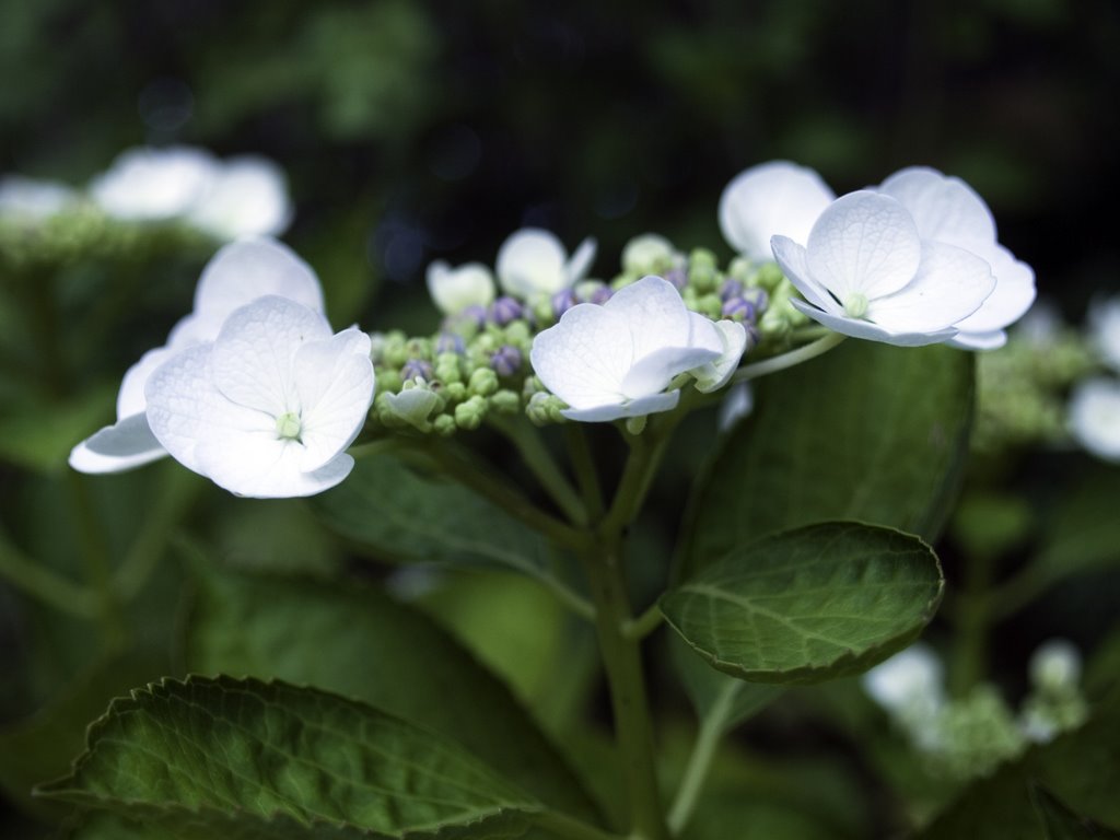 Hortensias 7 by Inés Eizaga