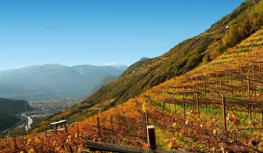 Blick über goldene Weinberge nach Bozen by Klaus Robl