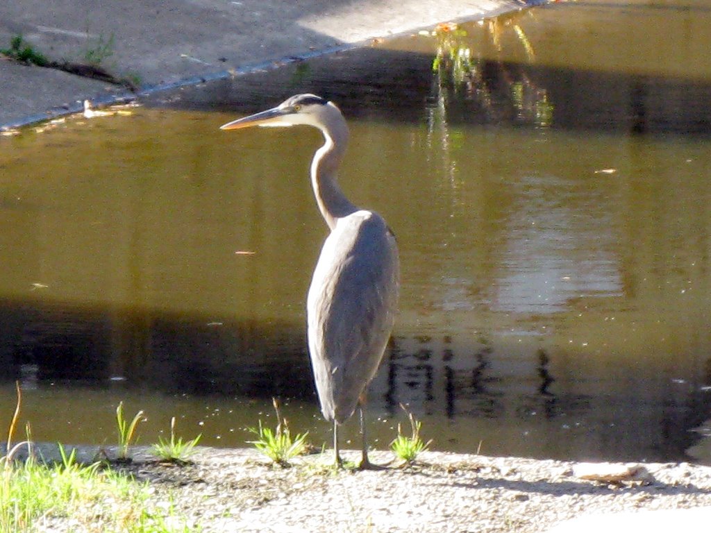 Blue Heron at the dam by hikersj