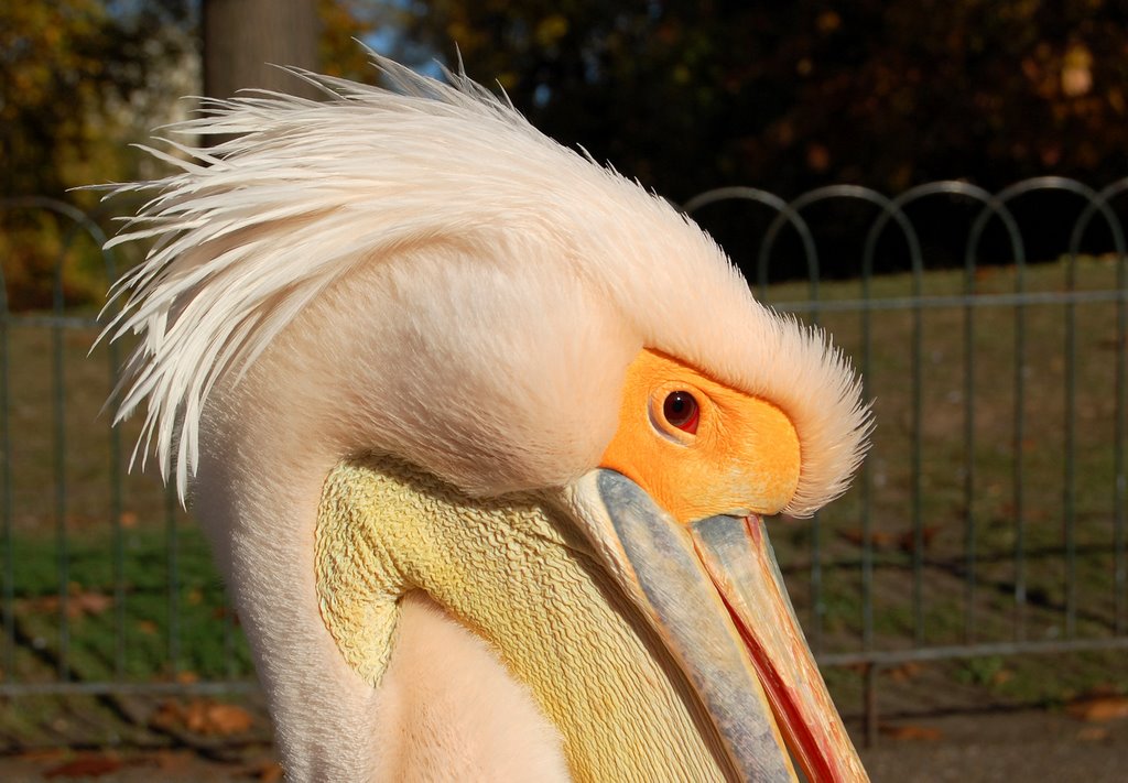 Pelican at St.James' Park. I've got my eye on you by Amelia Royan