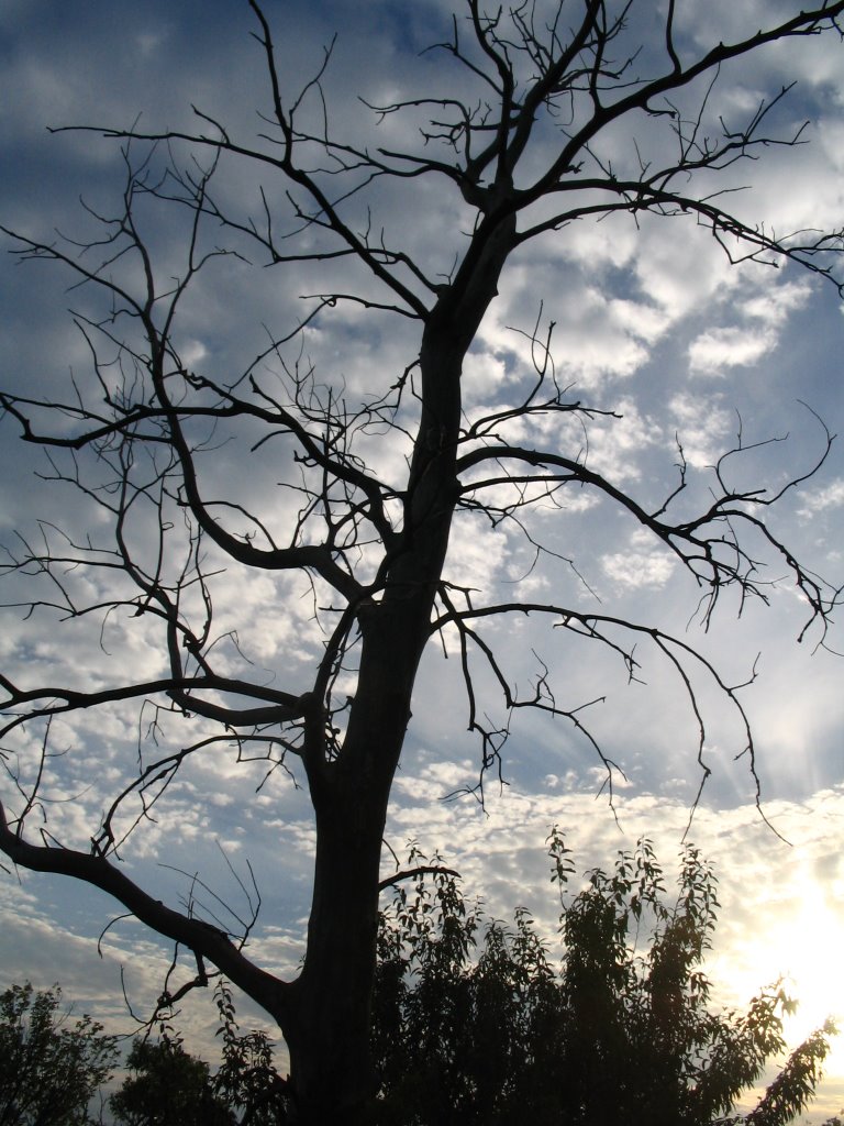 Dead Elm Tree by Blake of the Bluffs