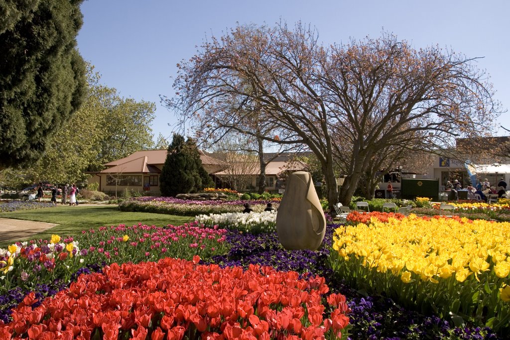 Bowral Tulip Festival by Maksym Kozlenko