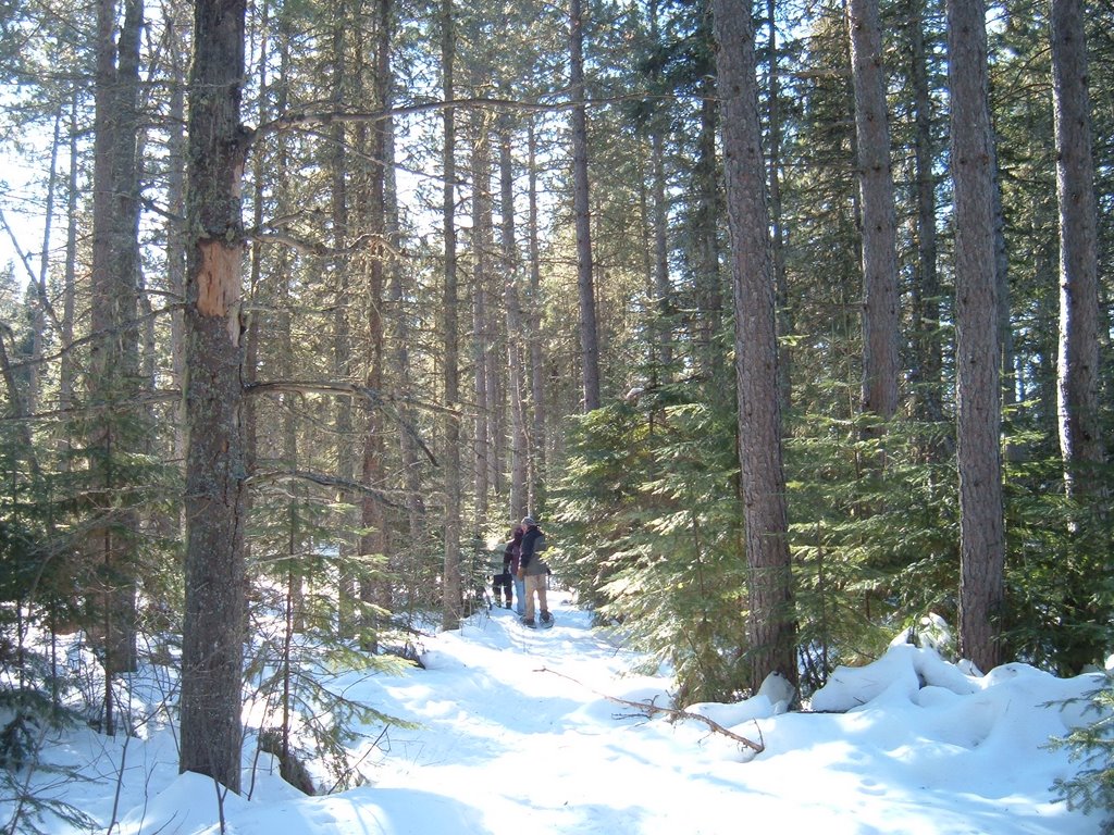 Feb 2006 - Grand Marais, Minnesota. Snowshoeing off the Gunflint Trail. by BRIAN ZINNEL