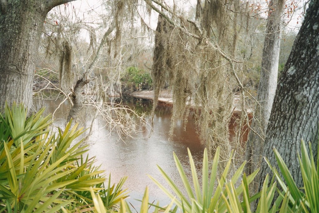 Suwanee River, Georgia by jvonr