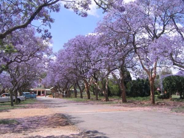 ALLEE DE JACARANDAS EN FLEURS A CULINAN OCTOBRE 2009 by CADEAC BERNARD