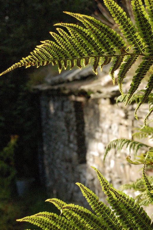 Fern Window by John Leith