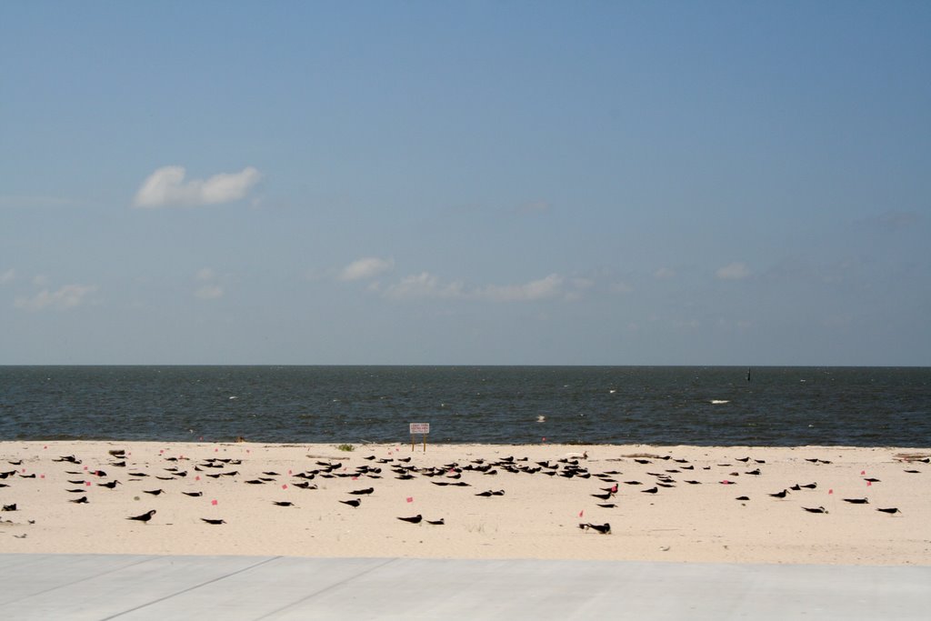 Biloxi, Birds At The Beach by by niro