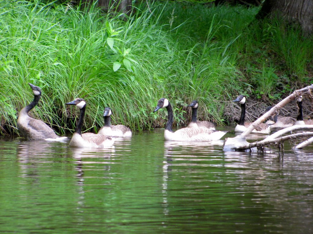 Canada goose family in Au Sable River by Ronald Losure