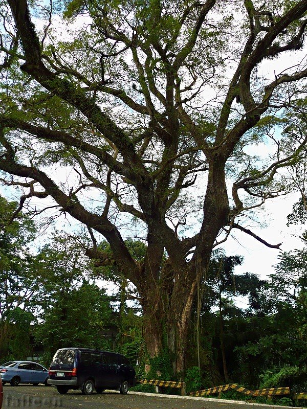 Acacia Tree by laileen