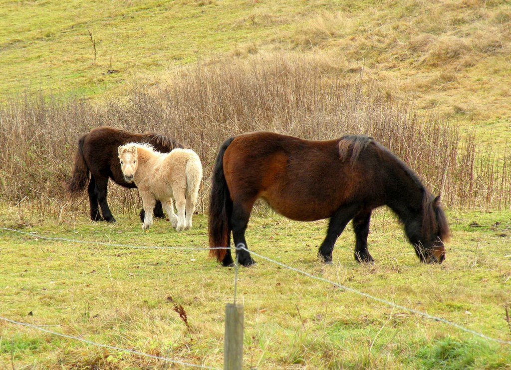 Shetland ponies by SuMaKa