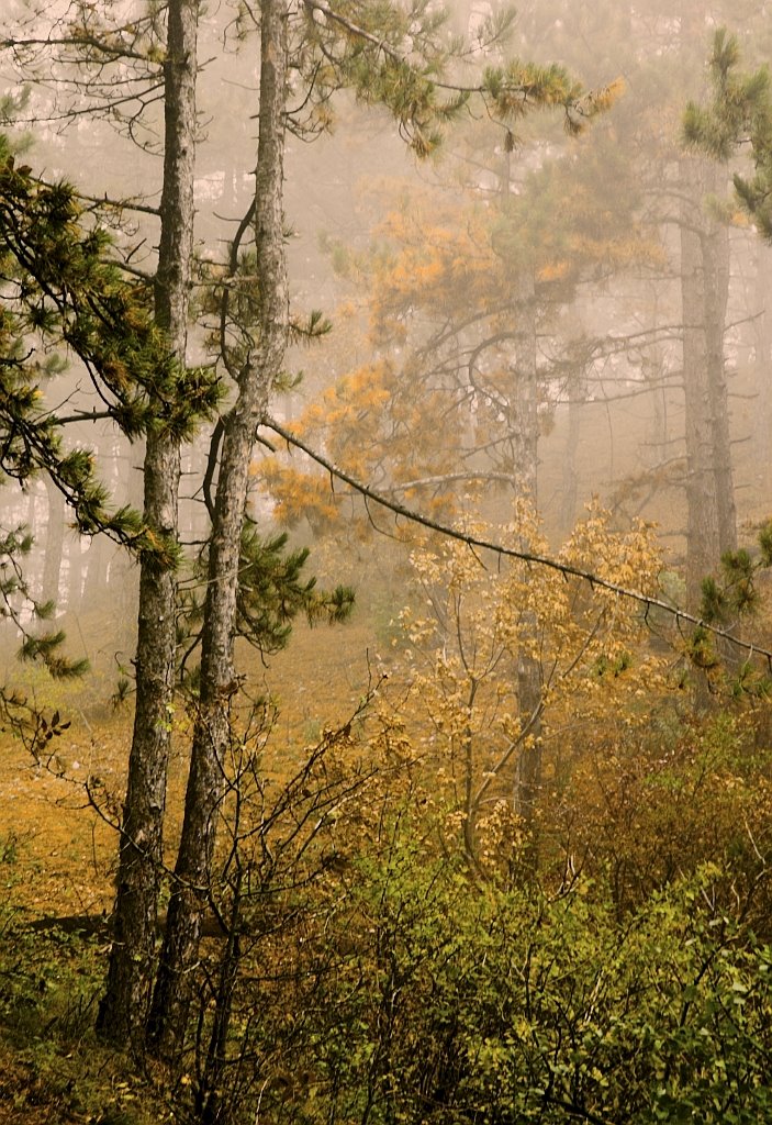 Autumnal forest by jenoapu