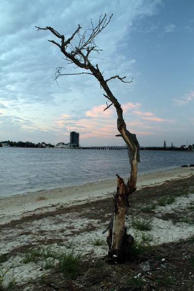 Paperbark Tree by EOS20