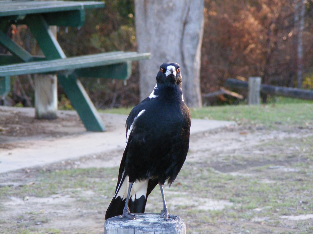 Magpie by scml