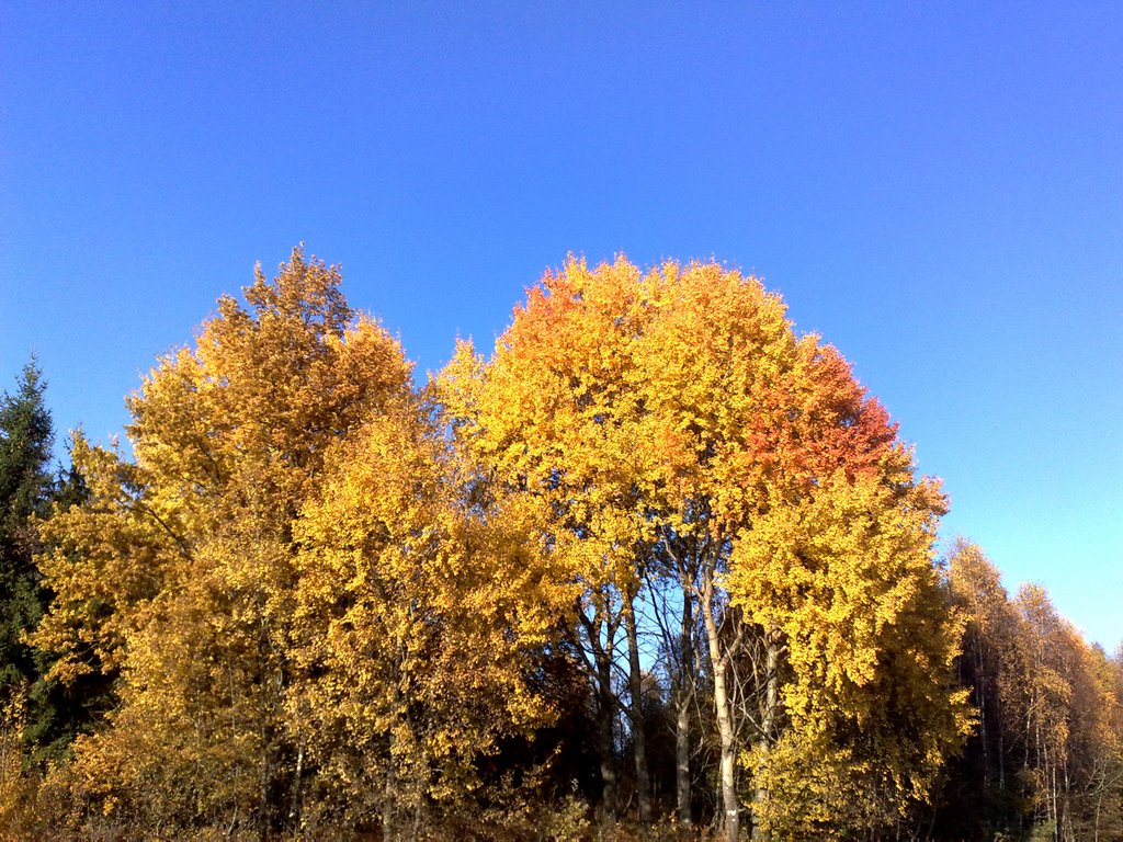 Am Plöschenberg / Bunter Herbst by VELOCE