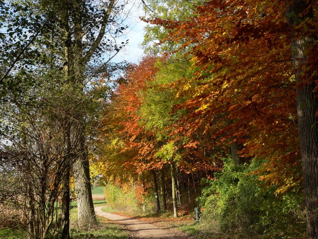 Naamloze gasse in de herfst by walterskrutser