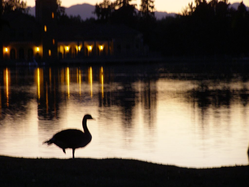 Goose at the Lake by nictopher