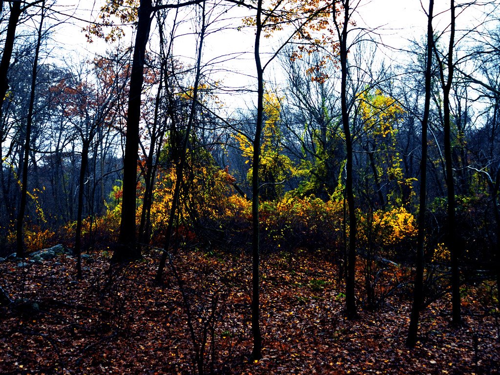 Thicket on a Rainy Halloween Afternoon by leehiggs