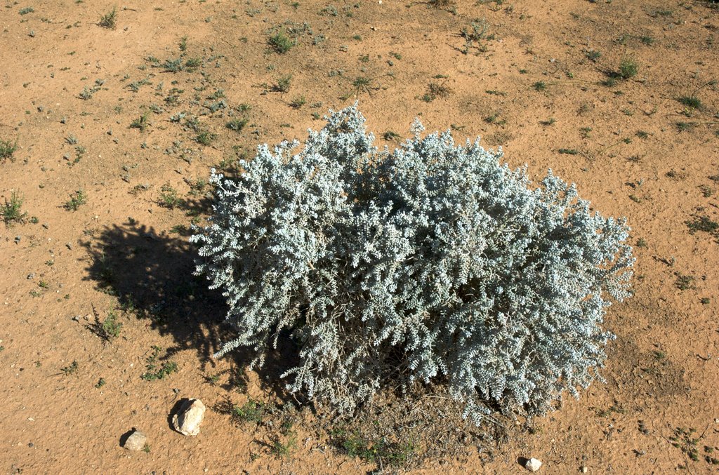 Bluebush, Mungo National Park by James Steele