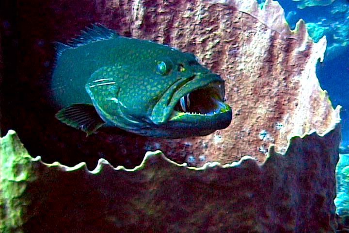 Black Grouper in Barrel Sponge by Bob Klemow