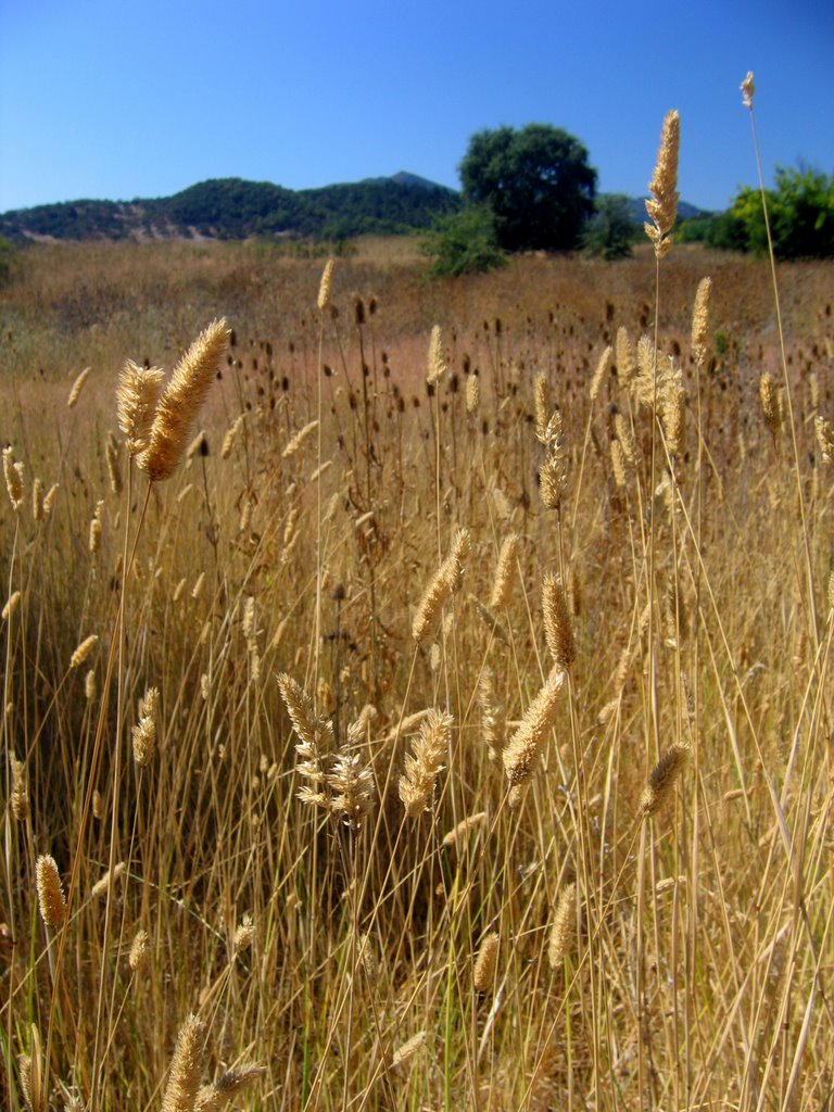 Field off of Yountville Cross Rd by michael.f.erwin