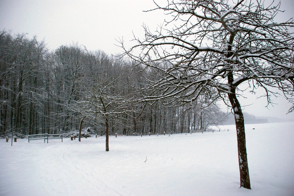 Apfelbaum im Januar in Köln-Fühlingen by GRCologne