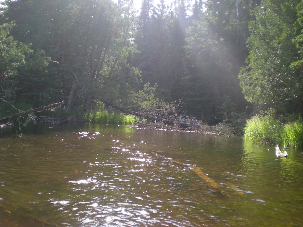 Downed trees in the Boy River by p_noc