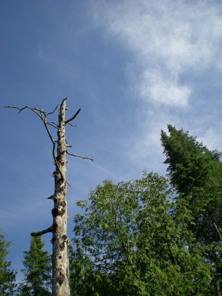 Dead tree on the banks of the boy river by p_noc