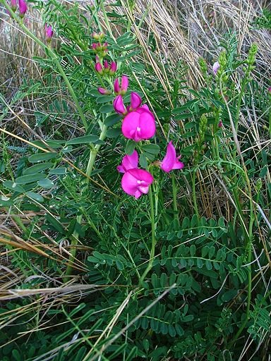 Swainsona galegifolia (Fabaceae) by Greg Steenbeeke