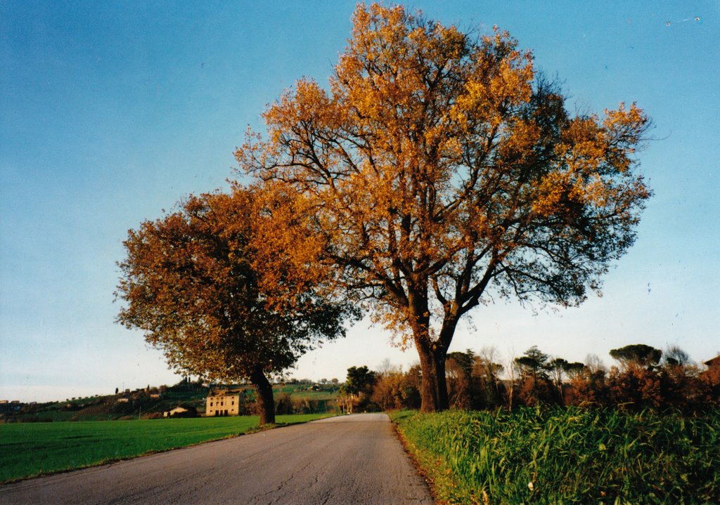 Oaks on the road by breathing spirit