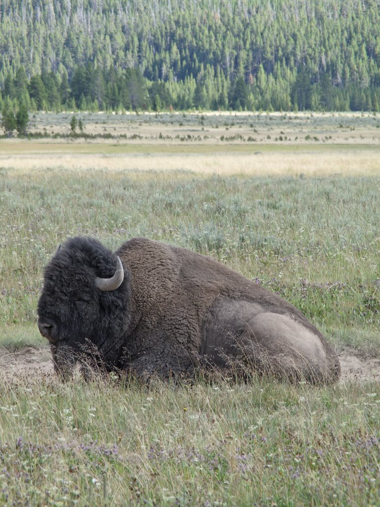 Yellowstone Bison by Zruda