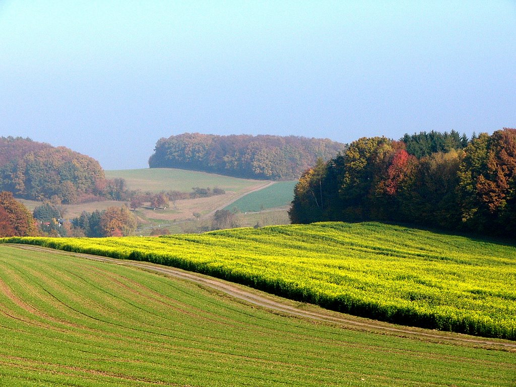 Böllsteiner Höhe / Hembach im Herbst by der_odenwaelder