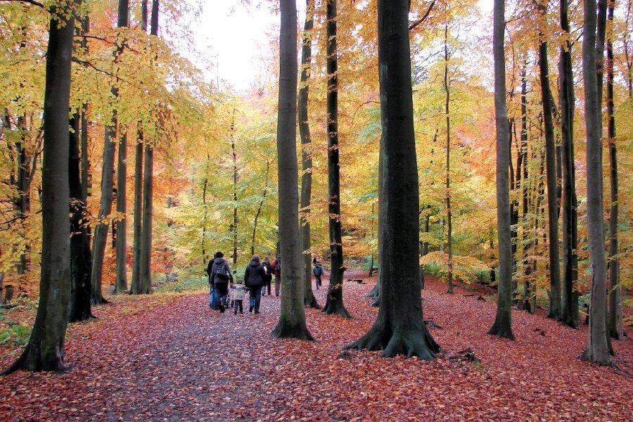 Nationalpark Jasmund - Herbstspaziergang by Rueganer