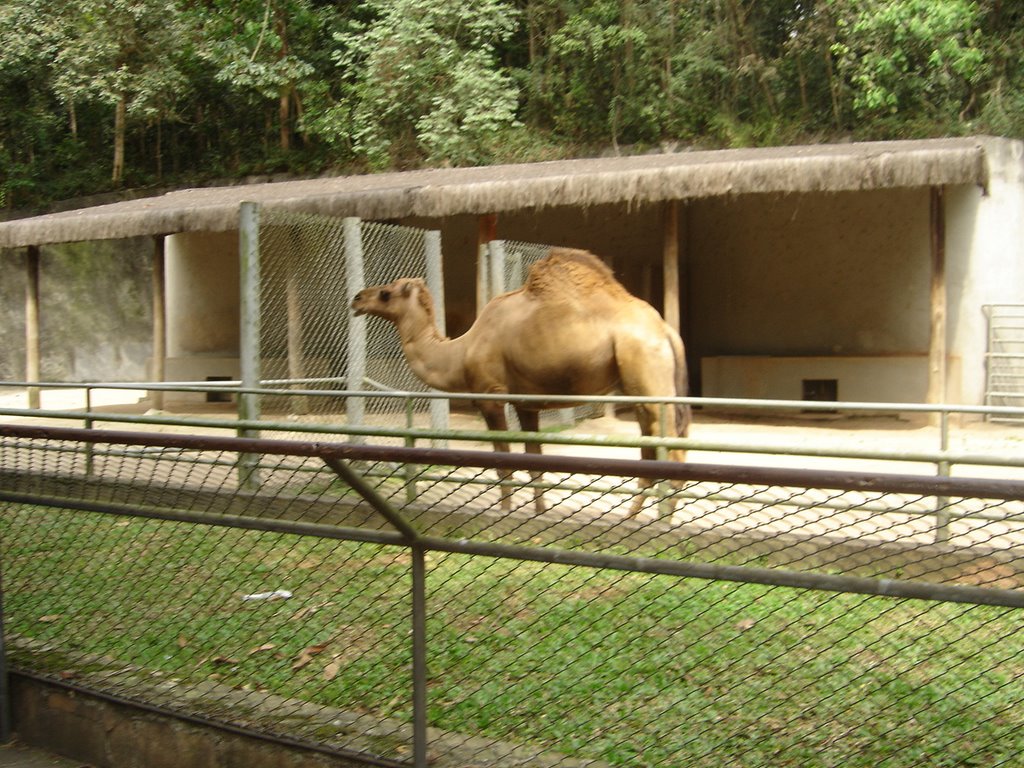 Zoo de SP by valgnelo