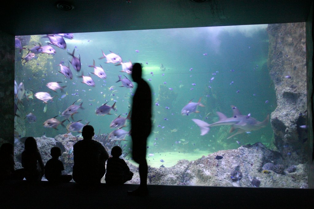 Sydney Aquarium by leuleu