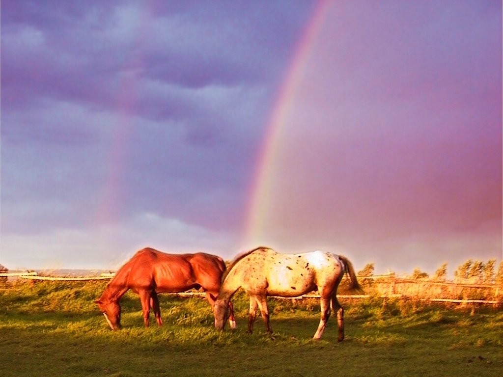 Horses with rainbow in the Kittitas Valley by Daniel Kaynor