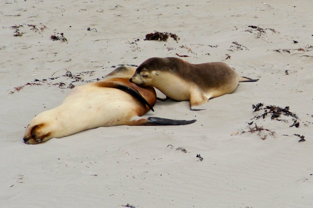 Sean lion, Seal Bay by leuleu