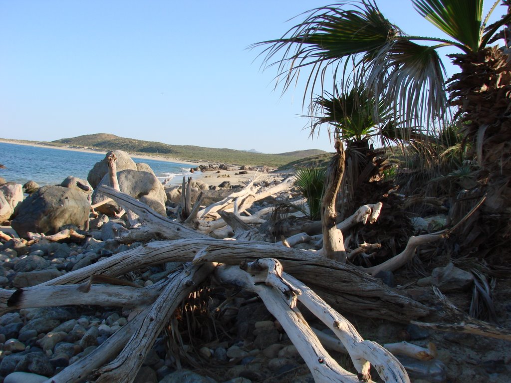 Drift Wood @ Punta Colorada by chads20