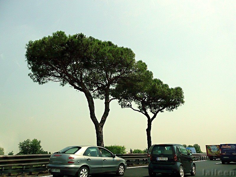 Pine Trees along A4 Highway by laileen