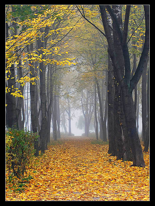 Туманное утро - Foggy morning by Vladimir Nikolenko