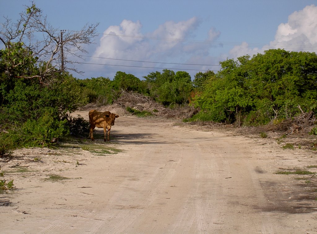 Anegada by Turtlefarm