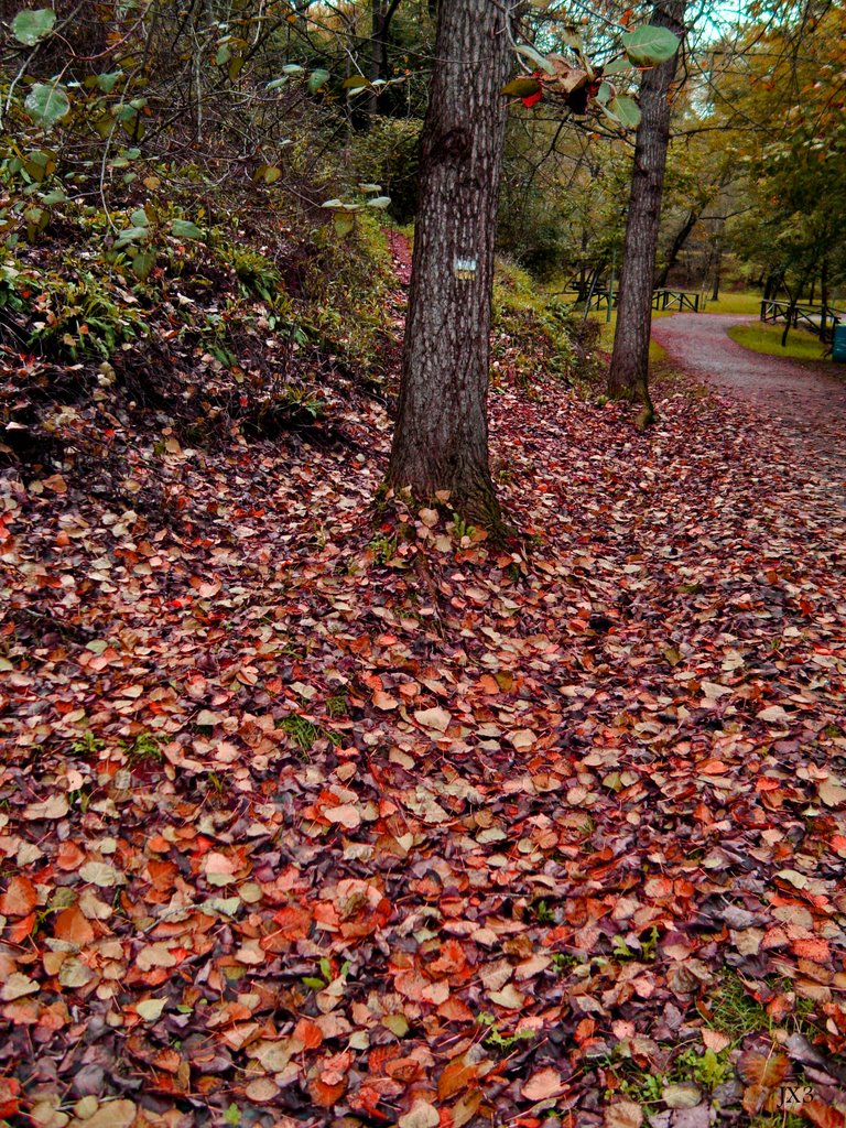 Hojas de chopo. Otoño en el parque de la Viesca. Torrelavega. JX3. by xfiles2008