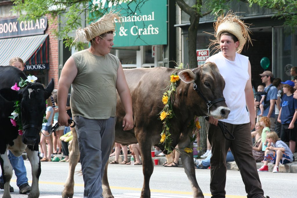 Strolling of the Heifers June 1, 2007 by asegar