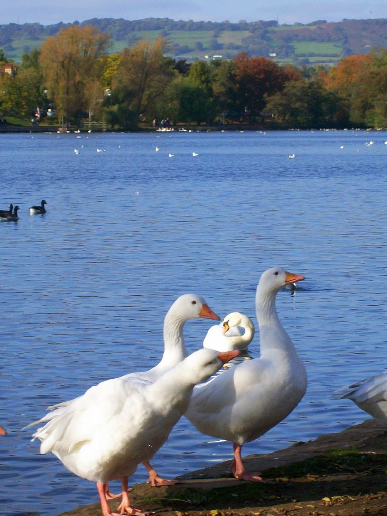 Roath Park in Cardiff by Naz's