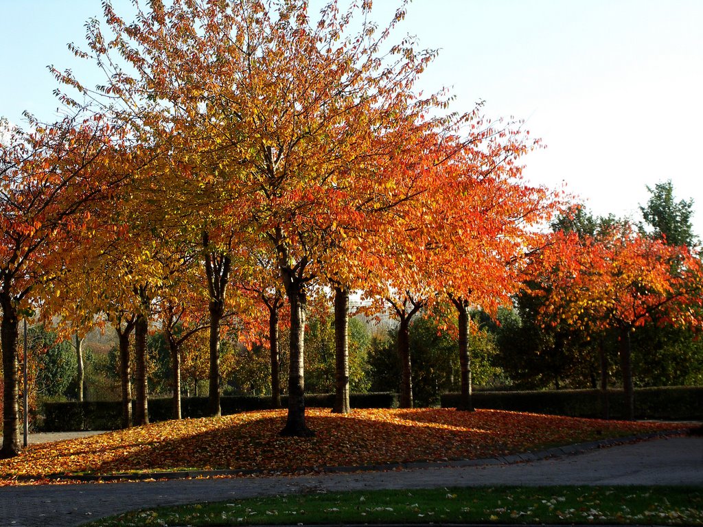 Almere Libellenplantsoen by Uschi Priem-Blank